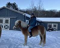 and-willing-haflinger-horse