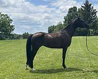 all-around-arabian-horse