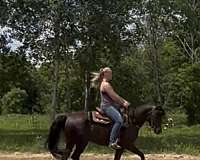 athletic-arabian-horse