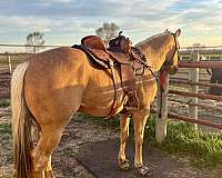 peptos-pretty-pep-quarter-horse