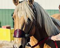 peptos-stylish-oak-quarter-horse