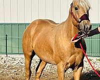 roan-stallion-quarter-horse
