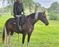 baywhite-horse