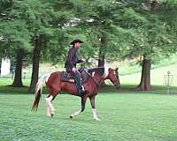 gaited-spotted-saddle-horse