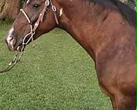 trail-spotted-saddle-horse