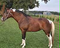 trail-riding-spotted-saddle-horse