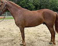 sorrel-draft-gelding