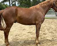 sorrel-gelding-for-sale