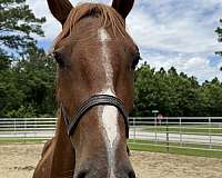 16-hand-draft-gelding