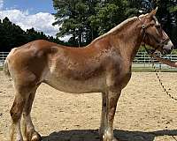 sorrel-mare-for-sale