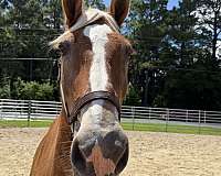17-hand-belgian-mare