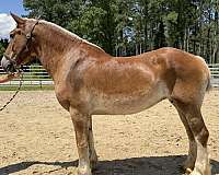 sorrel-belgian-mare