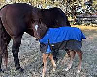 thoroughbred-broodmare