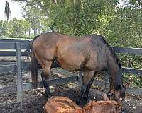 thoroughbred-horse-for-sale