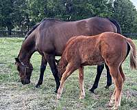 thoroughbred-horse