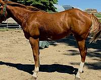 flashy-harness-colt-yearling