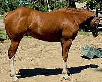 flashy-harness-horse