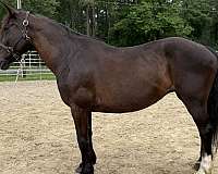 black-draft-mare