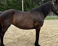black-mare-for-sale