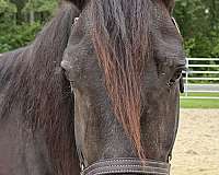 15-hand-draft-mare