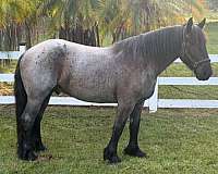 all-around-draft-horse