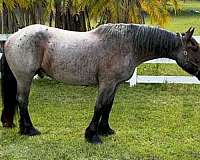 athletic-draft-horse