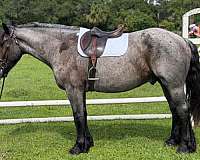beginner-draft-horse