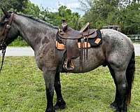 draft-horse