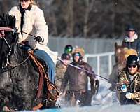 dressage-draft-horse