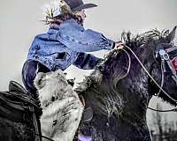drill-team-draft-horse