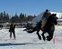 driving-draft-horse