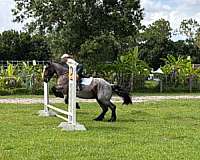 endurance-draft-horse