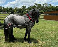 english-pleasure-draft-horse