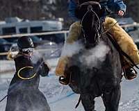 equitation-draft-horse