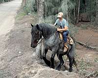 eventing-draft-horse