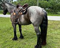 flashy-draft-horse