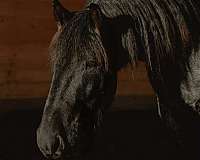 husband-safe-draft-horse