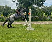 jumper-draft-horse