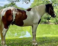 tobiano-mustang-gelding