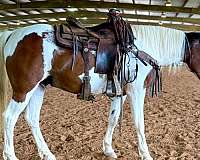 tobiano-mustang-for-sale