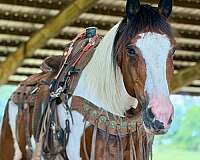 tobiano-mustang