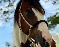 all-around-mustang-horse