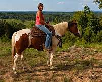 endurance-mustang-horse