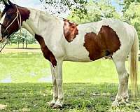 parade-mustang-horse