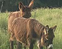 donkey-for-sale