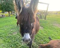 donkey-mare
