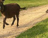 donkey