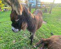 donkey-miniature-donkey-for-sale