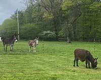donkey-miniature-donkey