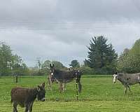 donkey-miniature